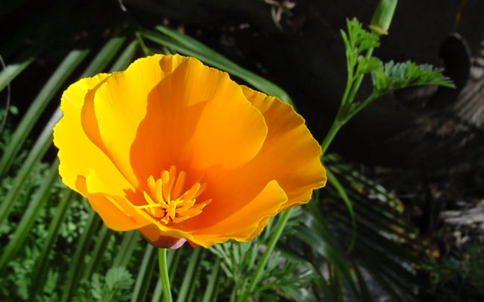 California poppy flower in bright orange
